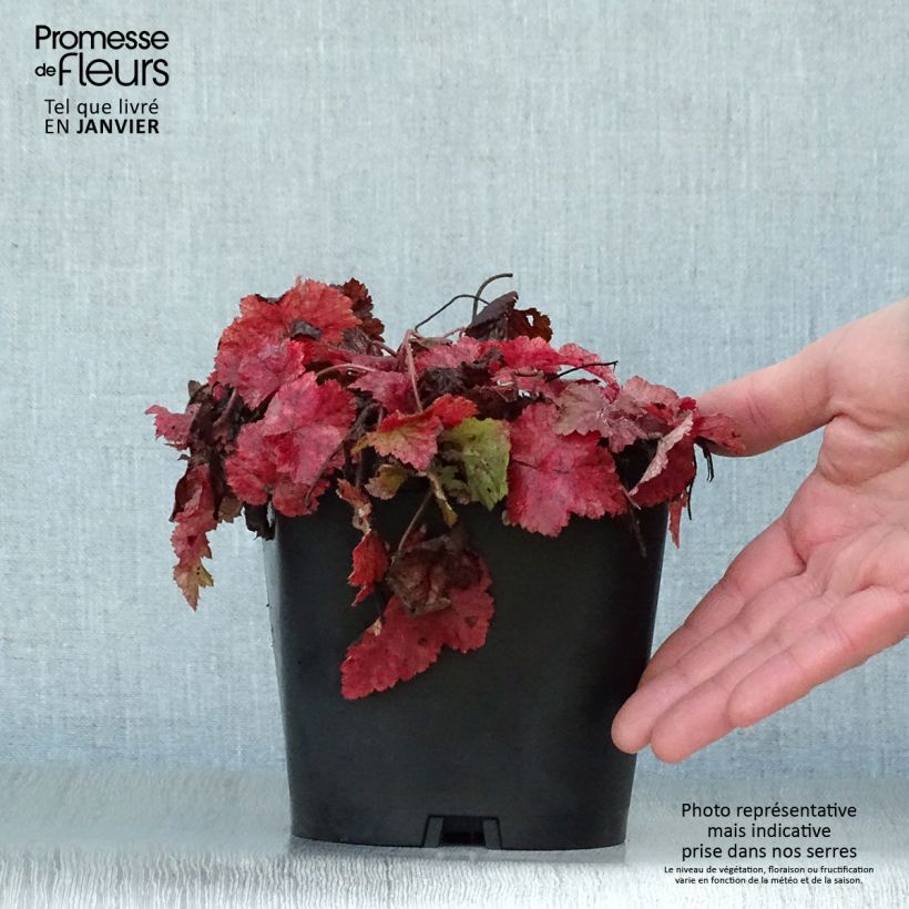 Tiarella cordifolia Vaso da 2L/3L esemplare consegnato in inverno