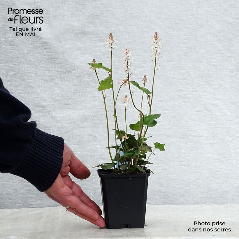 Tiarella wherryi Vasetto da 8/9 cm esemplare consegnato in primavera