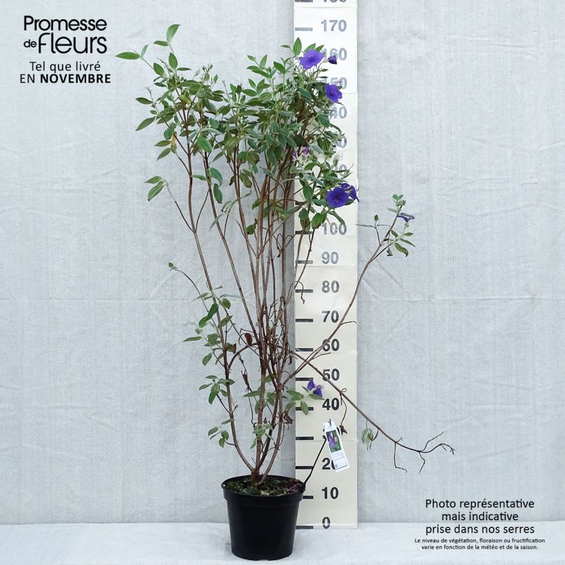 Esemplare di Tibouchina semidecandra Vaso da 7,5L/10L come consegnato in autunno