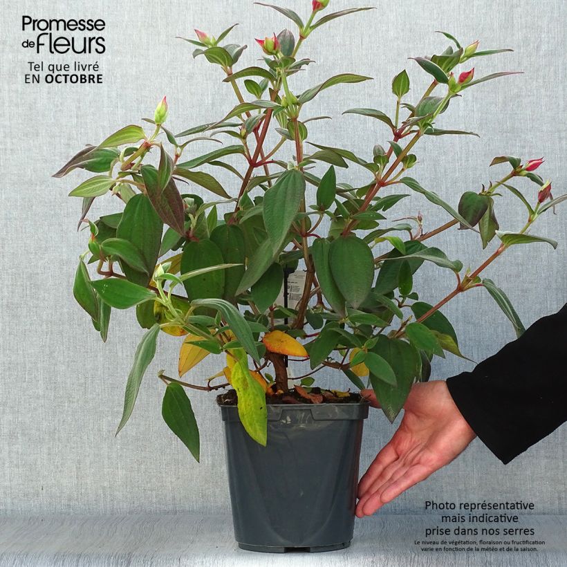 Esemplare di Tibouchina urvilleana Vaso da 4L/5L come consegnato in autunno