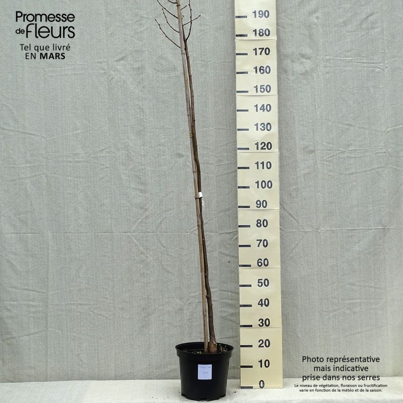 Tilia cordata Greenspire - Tiglio selvatico Vaso da 7,5L/10L esemplare consegnato in primavera