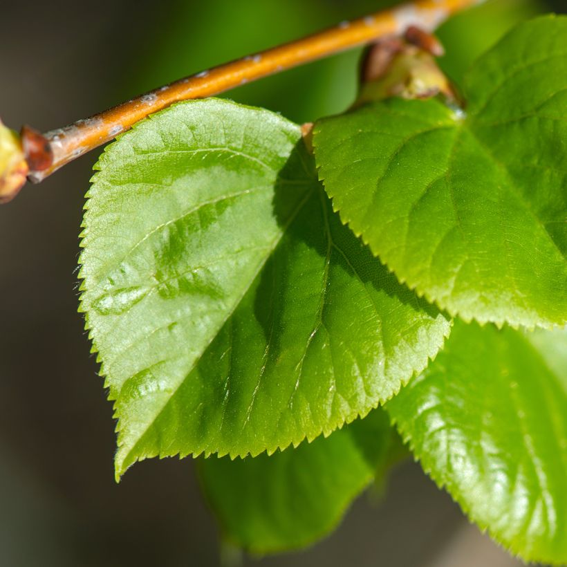 Tilia cordata Rancho - Tiglio selvatico (Fogliame)