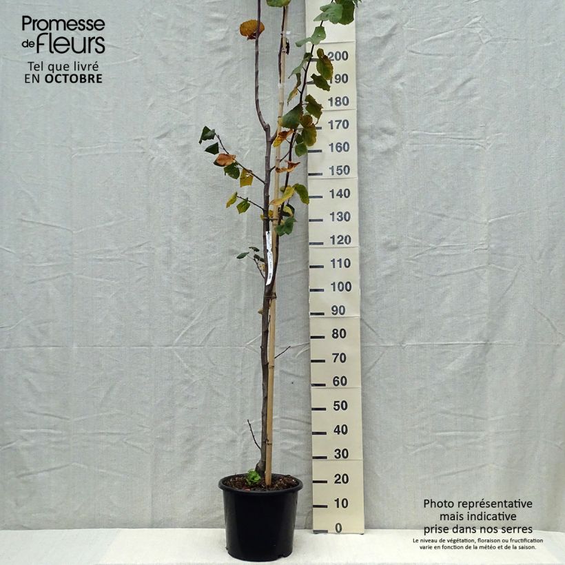 Esemplare di Tilia platyphyllos Rubra - Tiglio nostrano Vaso da 12L/15L come consegnato in autunno