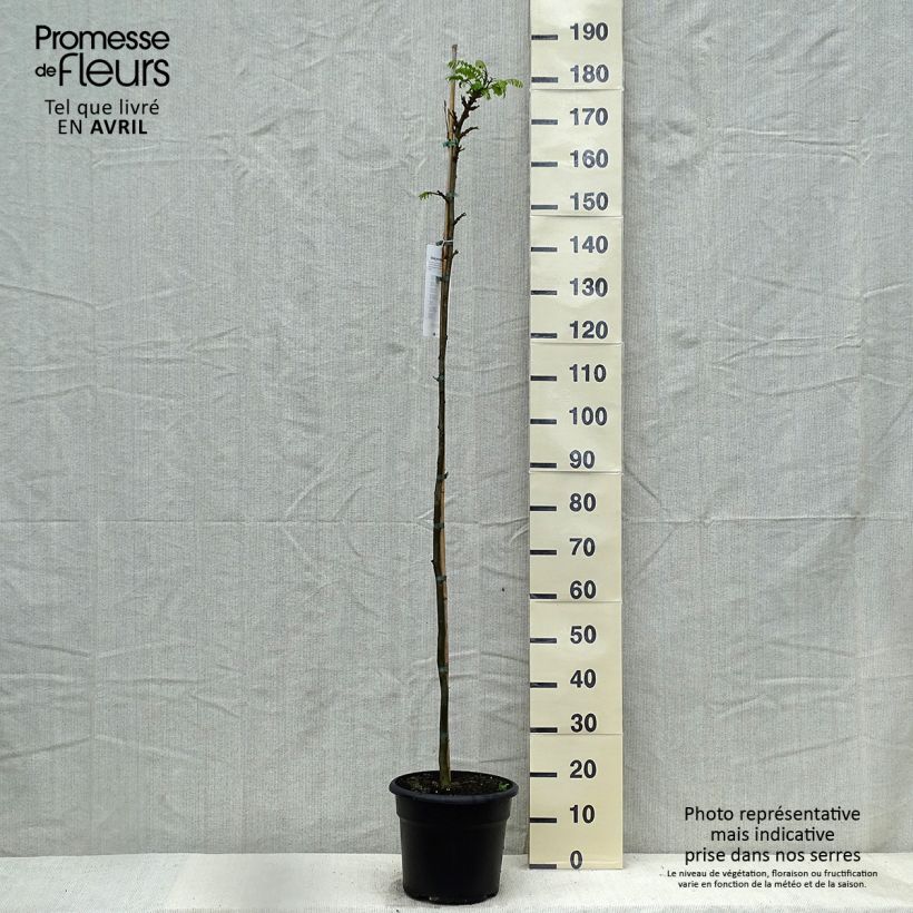 Tipuana tipu Vaso da 7,5L/10L esemplare consegnato in primavera