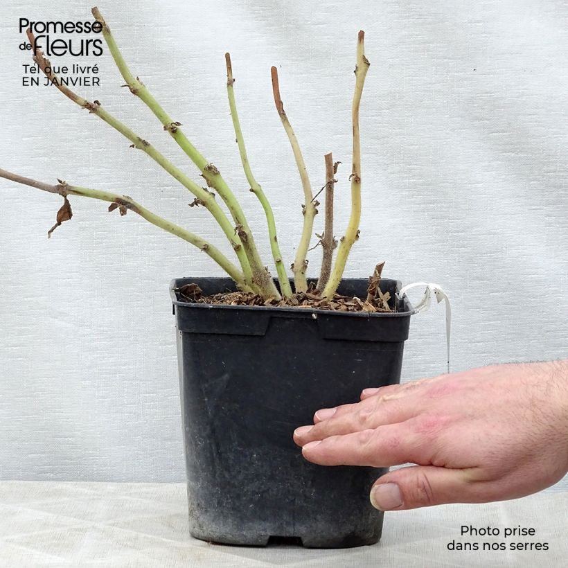 Titanotrichum oldhamii Vaso da 2L/3L esemplare consegnato in inverno