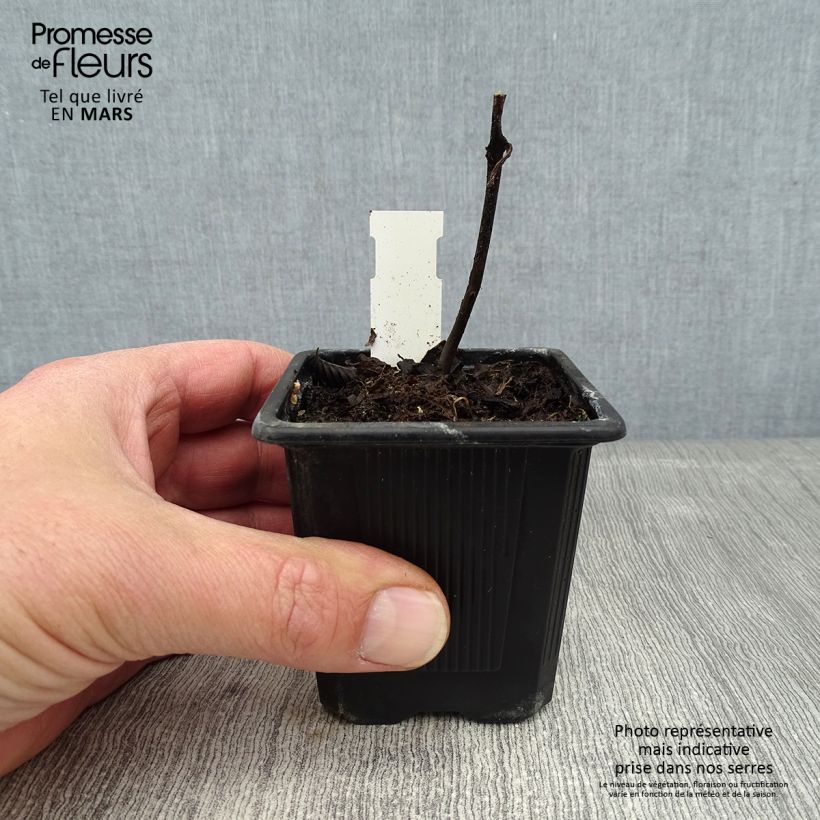 Titanotrichum oldhamii Vasetto da 8/9 cm esemplare consegnato in inverno