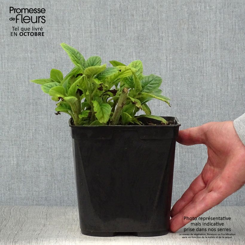 Esemplare di Titanotrichum oldhamii Vaso da 2L/3L come consegnato in autunno