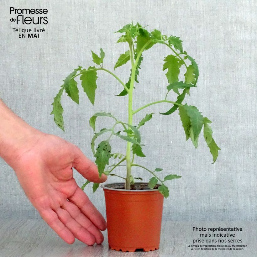 Pomodoro a forma allungata Bellandine F1 Vaso da Ø 10 cm/11 cm esemplare consegnato in primavera