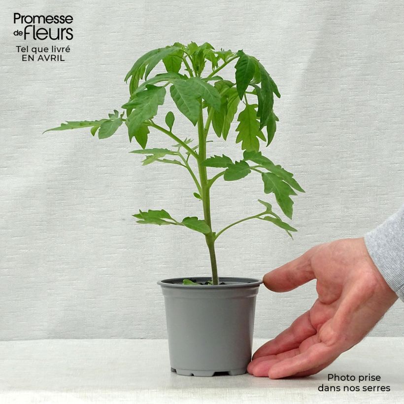 Pomodoro cuore di bue/Beefsteak Cherokee Purple (piante) Vasetto da 8/9 cm esemplare consegnato in primavera