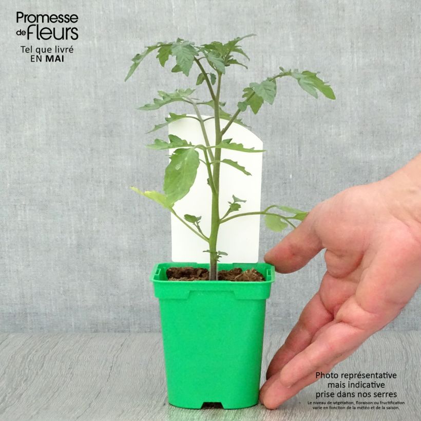 Pomodoro ciliegino/datterino Cookie F1 Mix Vaso da Ø 10 cm/11 cm esemplare consegnato in primavera