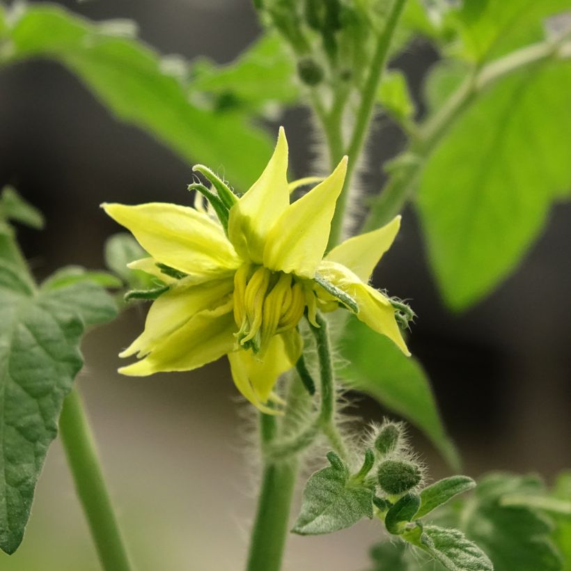 Pomodoro scuro Nero di Crimea F1 (piante innestate) (Fioritura)