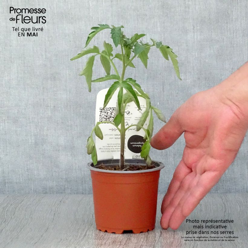 Pomodoro scuro Nero di Crimea Bio Vaso da Ø 10 cm/11 cm esemplare consegnato in primavera