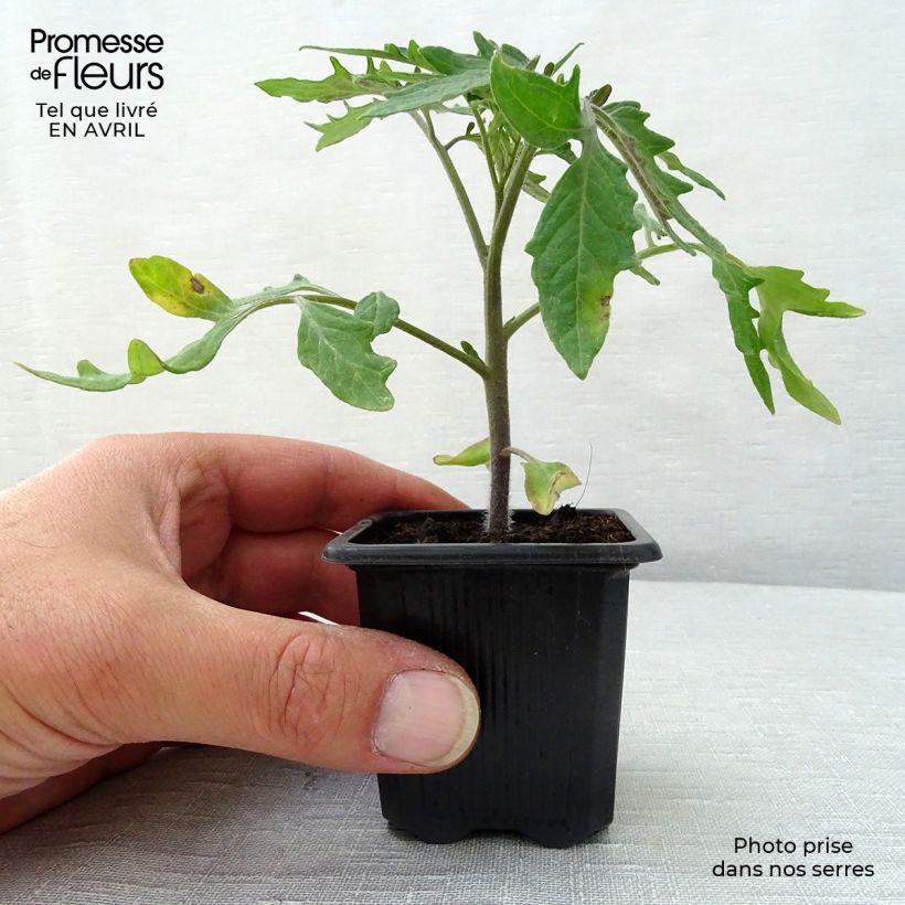 Pomodoro tondo liscio Pyros (piante) Vasetto da 7/8 cm esemplare consegnato in primavera