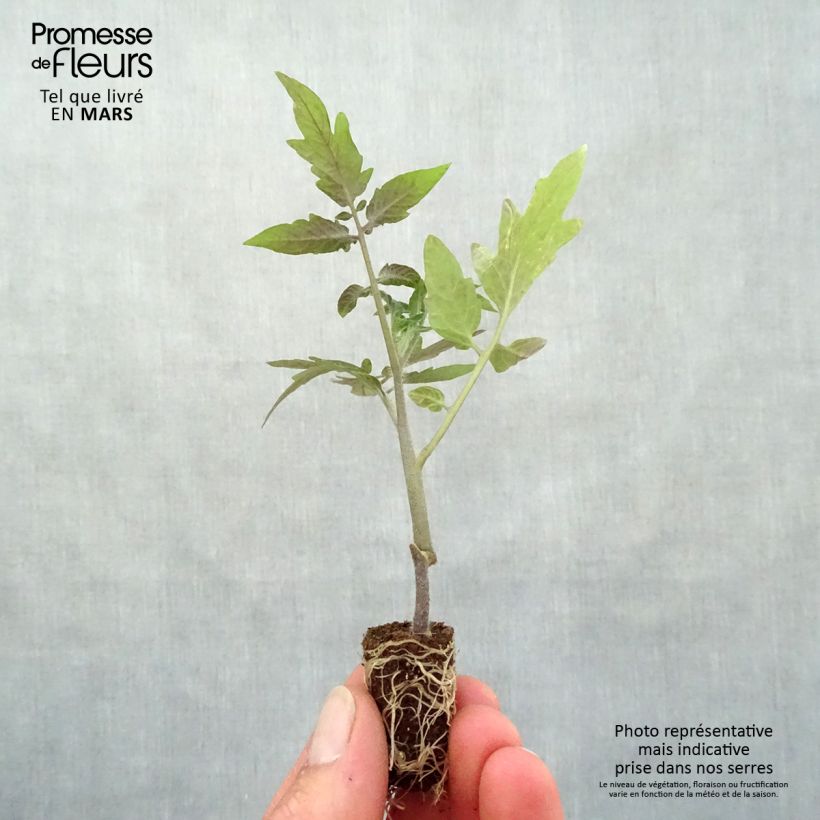 Pomodoro ciliegino/datterino Sturdy Grace F1 Mini zolla Ø 1,5/2,5 cm esemplare consegnato in primavera