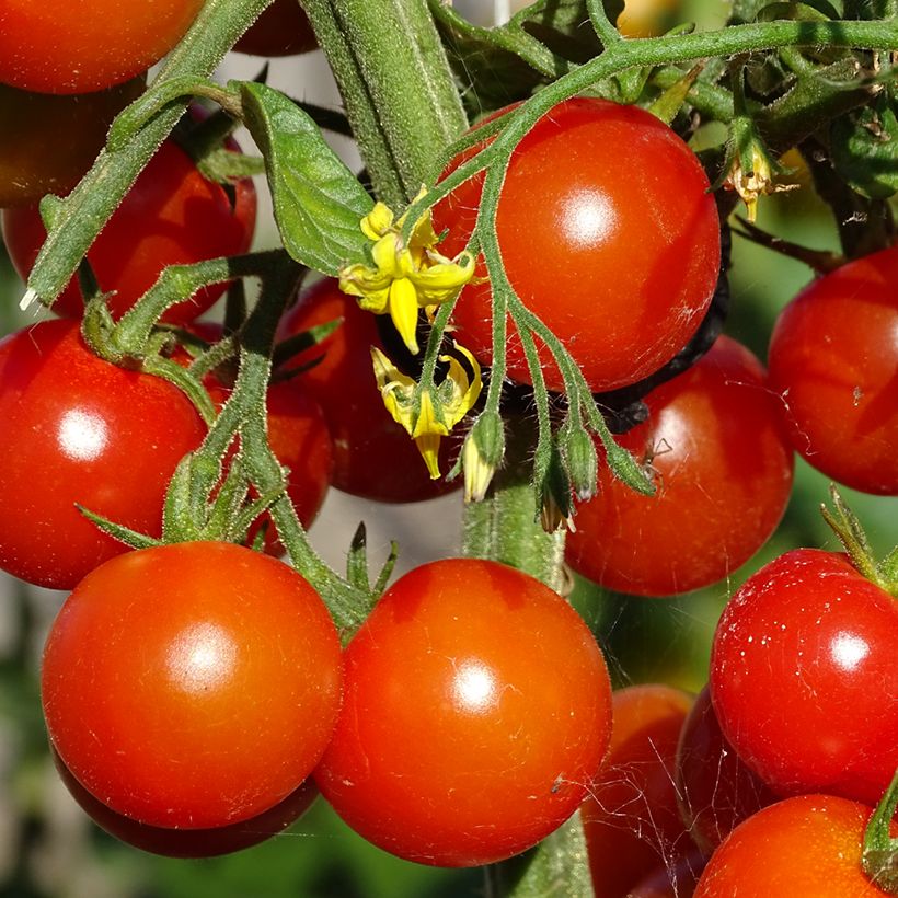 Pomodoro ciliegino/datterino Gusta Mini Red F1 (Raccolta)