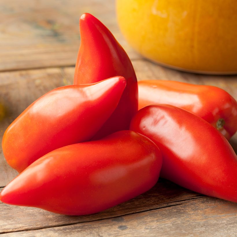 Pomodoro lungo Corno delle Ande Bio (semi) (Raccolta)