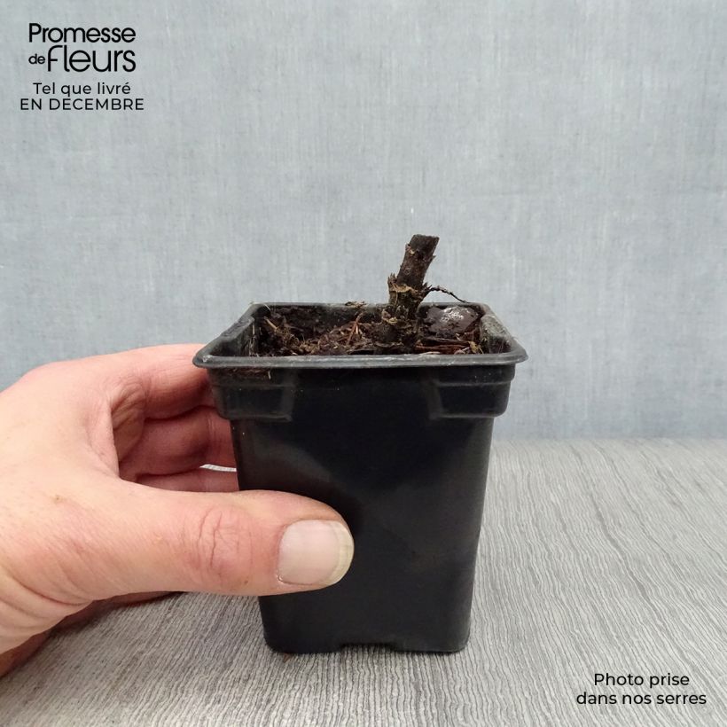 Topinambur Enano Vasetto da 7/8 cm esemplare consegnato in inverno