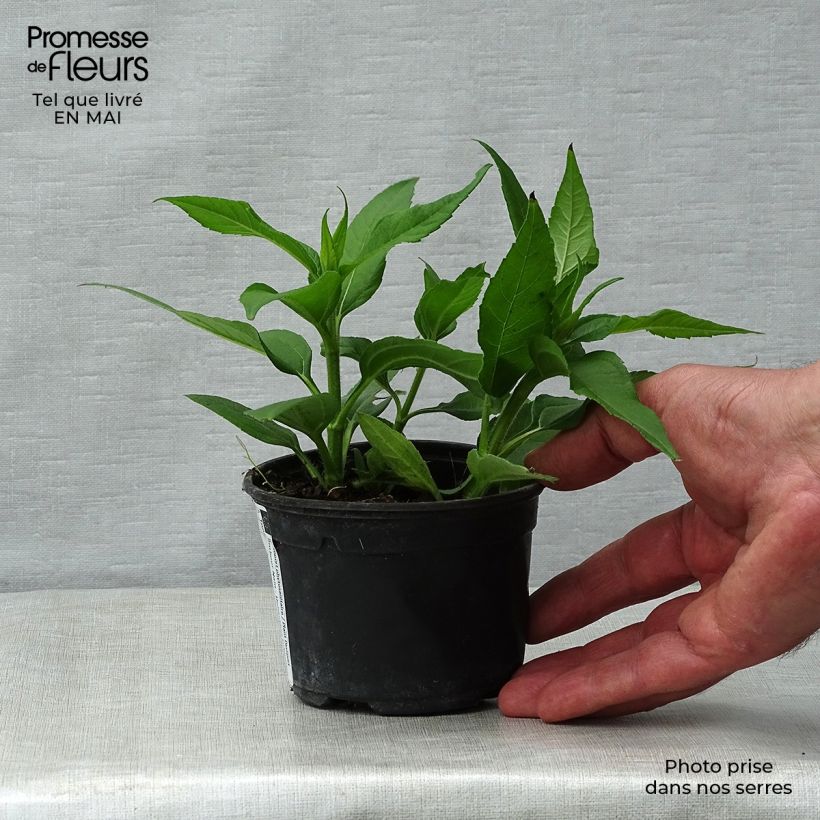 Topinambur Enano Vasetto da 7/8 cm esemplare consegnato in primavera