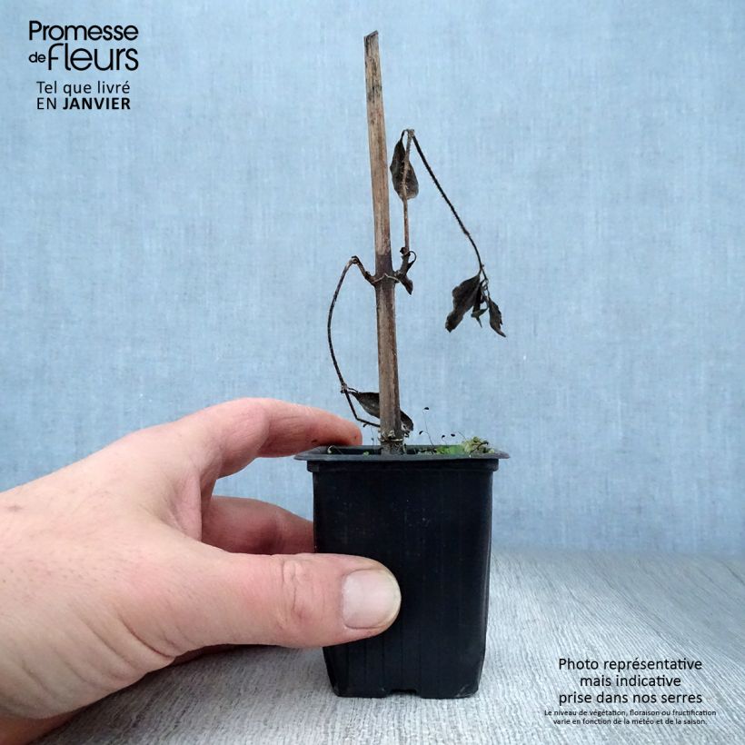 Topinambur Fuseau Culinaire Vasetto da 7/8 cm esemplare consegnato in inverno