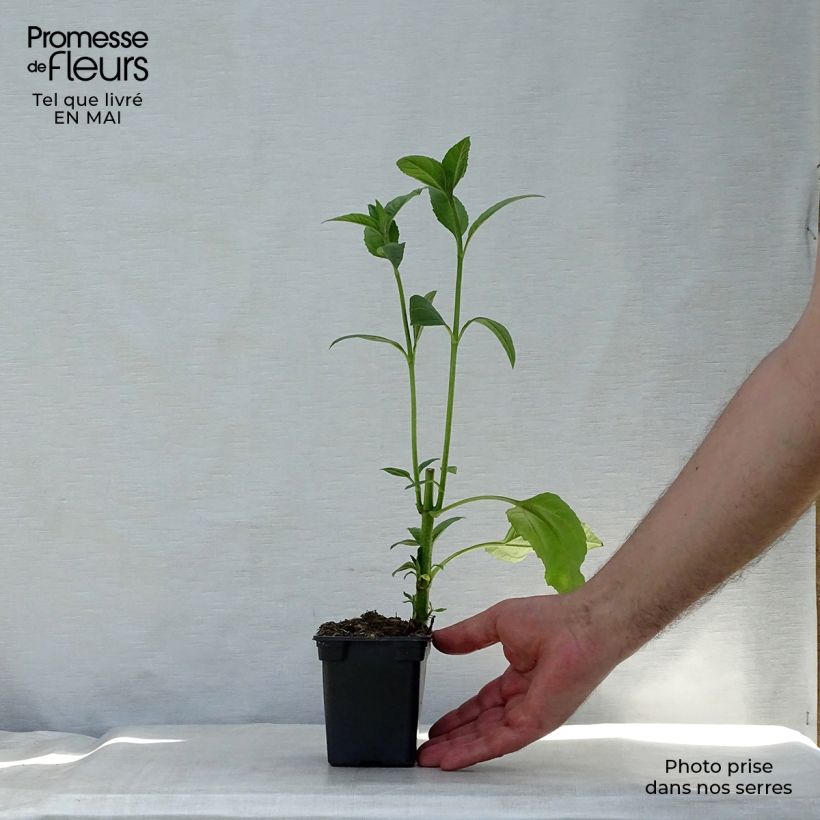 Topinambur Fuseau Culinaire Vasetto da 7/8 cm esemplare consegnato in primavera