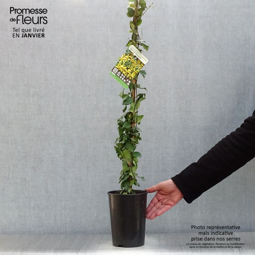 Trachelospermum jasminoides Star of Toscane - Falso gelsomino Vaso da 2L/3L esemplare consegnato in inverno