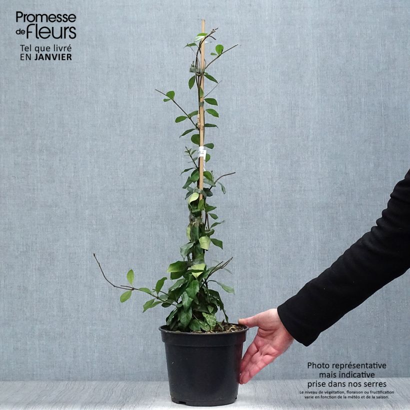 Trachelospermum asiaticum Chili & Vanilla Livano - Falso gelsomino asiatico Vaso da 3L/4L esemplare consegnato in inverno
