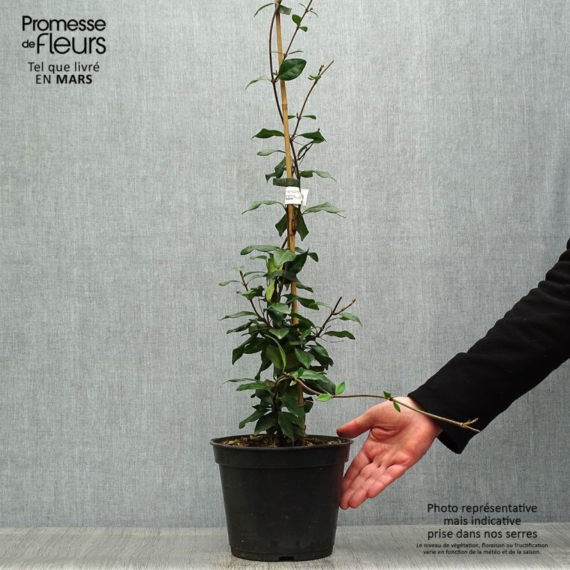 Trachelospermum asiaticum Chili & Vanilla Livano - Falso gelsomino asiatico Vaso da 3L/4L esemplare consegnato in primavera