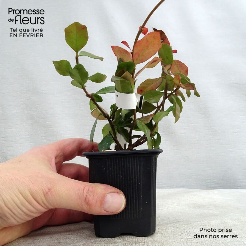 Trachelospermum asiaticum - Falso gelsomino asiatico Vasetto da 8/9 cm esemplare consegnato in inverno