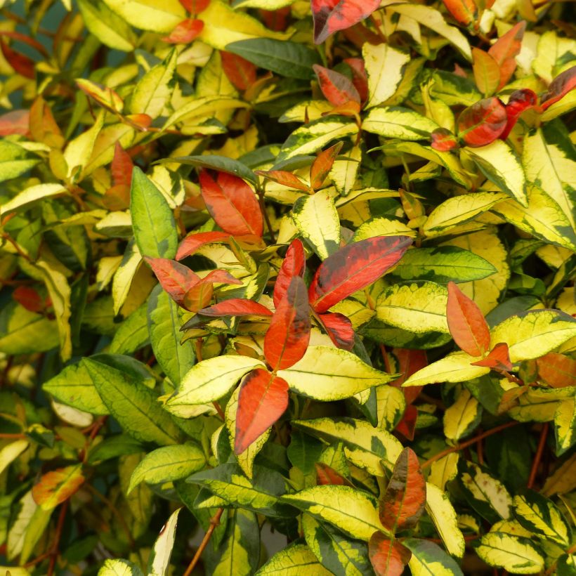 Trachelospermum asiaticum Ogon-Nishiki - Falso gelsomino asiatico (Fogliame)