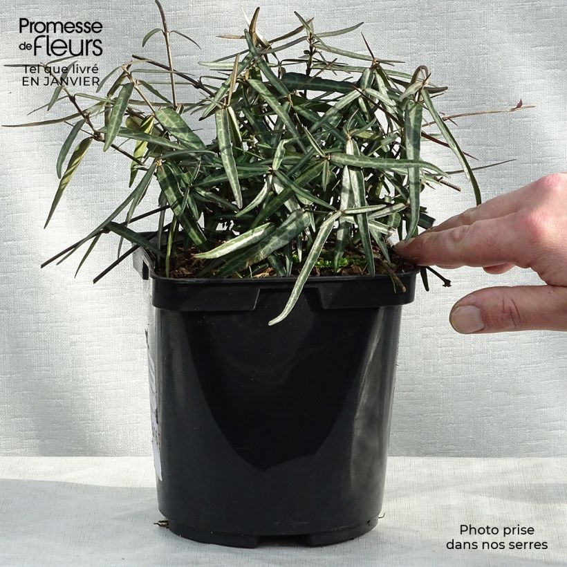 Trachelospermum asiaticum Theta - Falso gelsomino asiatico Vaso da 3L/4L esemplare consegnato in inverno