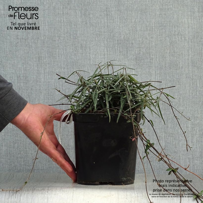 Esemplare di Trachelospermum asiaticum Theta - Falso gelsomino asiatico Vaso da 3L/4L come consegnato in autunno
