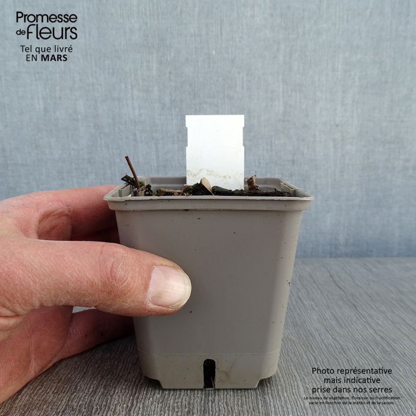 Trachelospermum asiaticum Theta - Falso gelsomino asiatico Vasetto da 8/9 cm esemplare consegnato in inverno