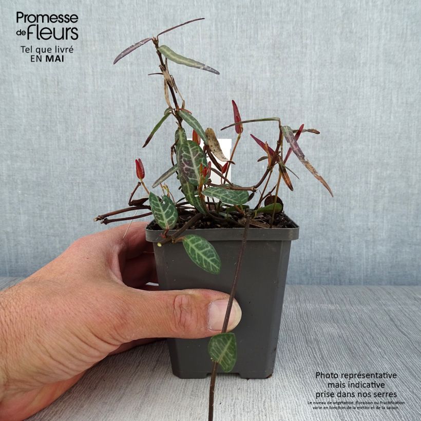 Trachelospermum asiaticum Theta - Falso gelsomino asiatico Vasetto da 8/9 cm esemplare consegnato in primavera