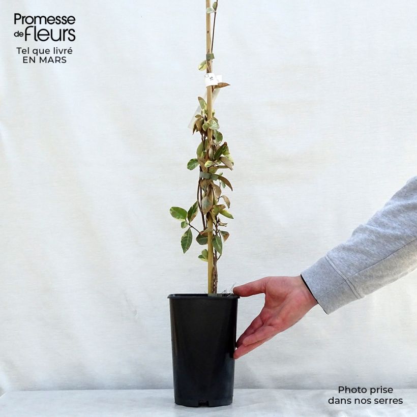 Trachelospermum jasminoides Variegatum - Falso gelsomino Vaso da 2L/3L esemplare consegnato in primavera