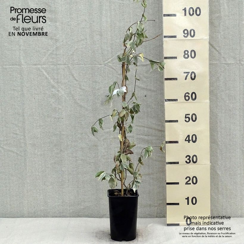 Esemplare di Trachelospermum jasminoides Variegatum - Falso gelsomino Vaso da 2L/3L come consegnato in autunno