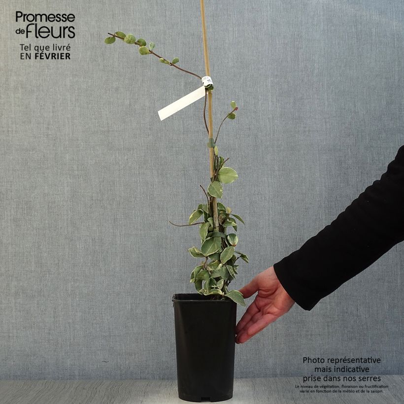 Trachelospermum jasminoides Variegatum - Falso gelsomino Vaso da 2L/3L esemplare consegnato in inverno