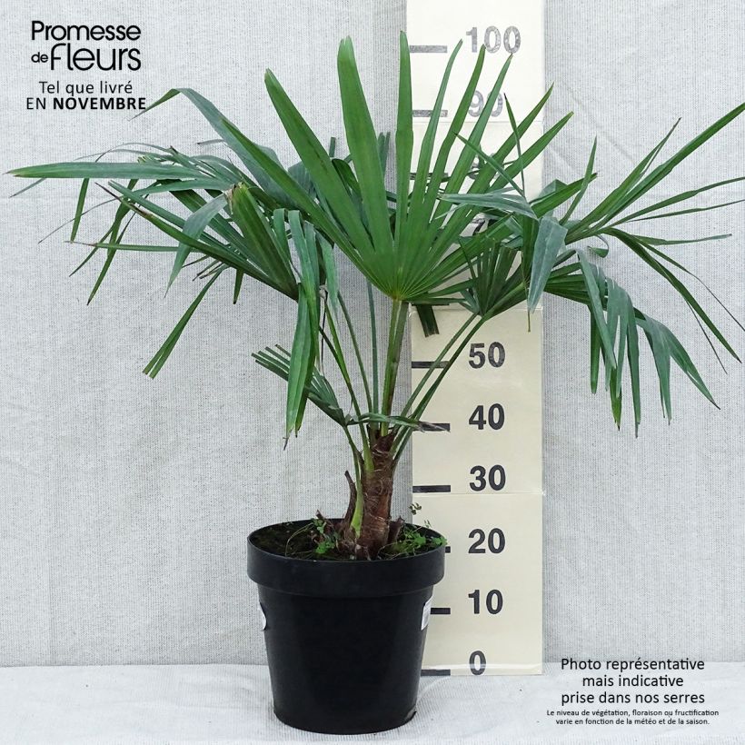 Esemplare di Trachycarpus fortunei - Palma di Fortune Vaso da 12L/15L come consegnato in autunno