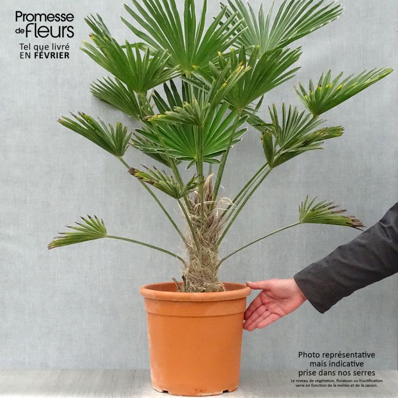 Trachycarpus wagnerianus Vaso da 12L/15L esemplare consegnato in inverno