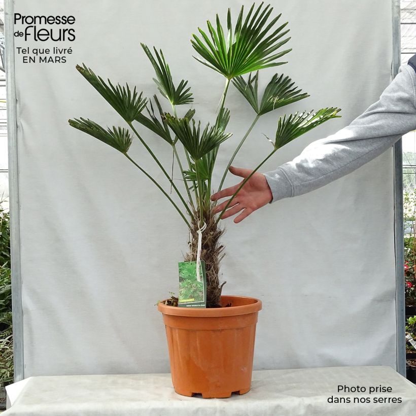 Trachycarpus wagnerianus Vaso da 12L/15L, Vaso impalcato alto esemplare consegnato in primavera