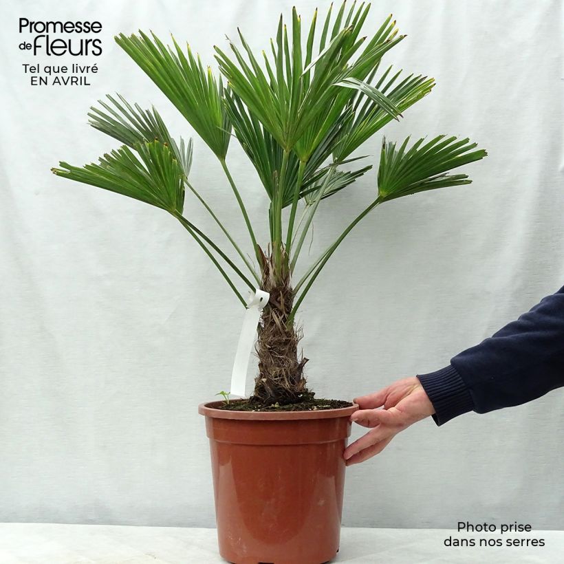 Trachycarpus wagnerianus Vaso da 6L/7L esemplare consegnato in primavera