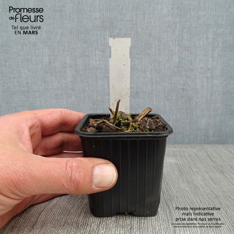 Tradescantia andersoniana Domaine de Courson Vasetto da 8/9 cm esemplare consegnato in inverno