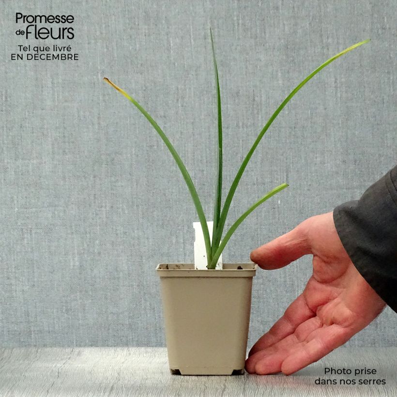 Tradescantia andersoniana JC Weguelin Vasetto da 8/9 cm esemplare consegnato in inverno