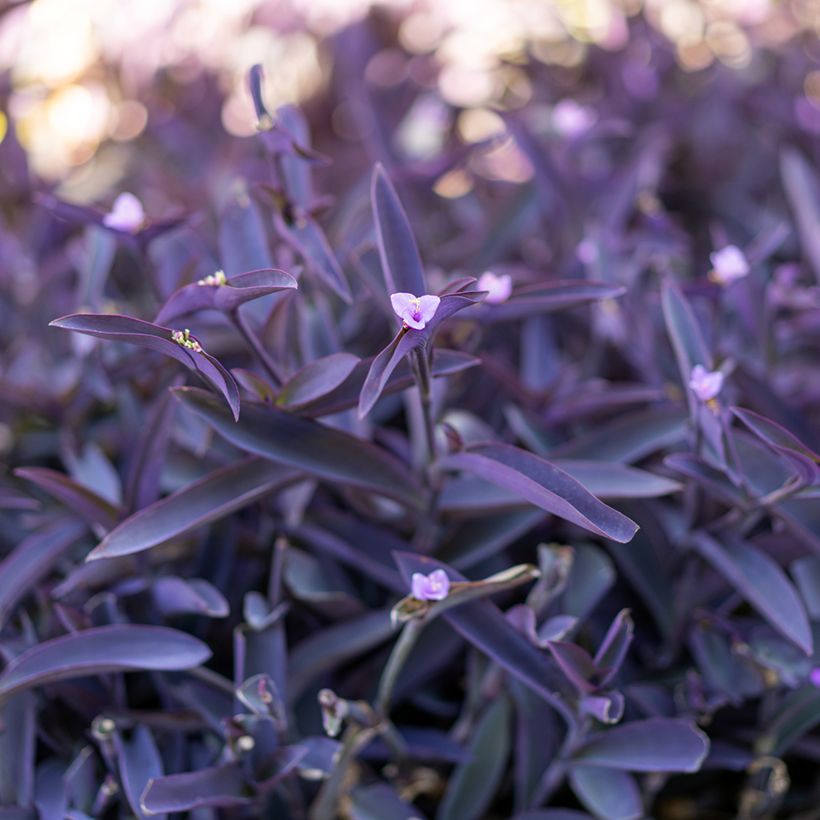 Tradescantia pallida Purple Heart - Pianta miseria (Fogliame)