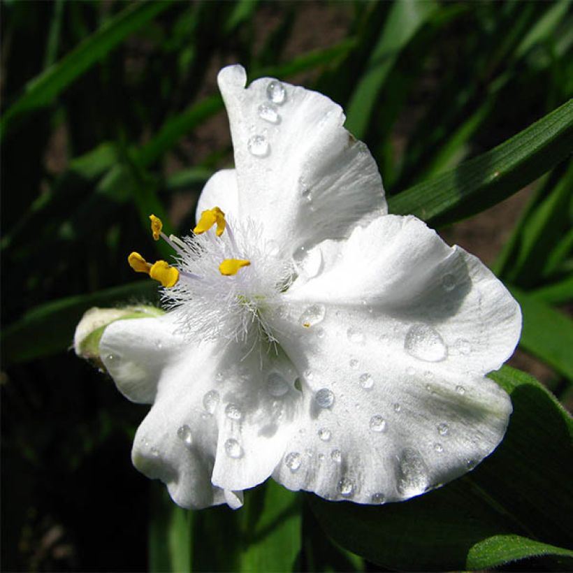 Tradescantia andersoniana Innocence (Fioritura)
