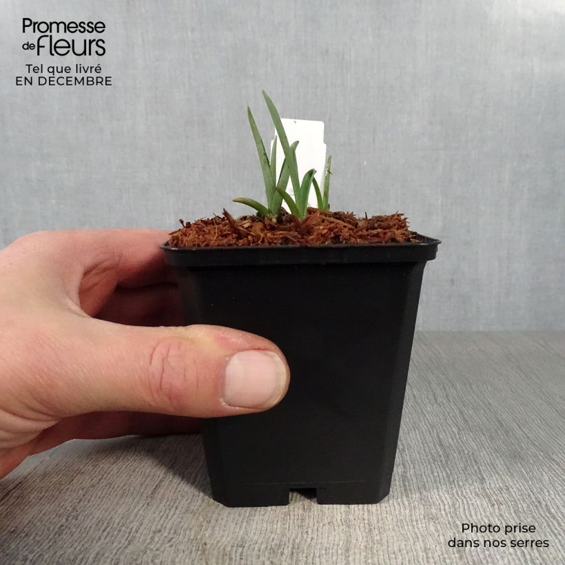 Tradescantia andersoniana Innocence Vasetto da 8/9 cm esemplare consegnato in inverno