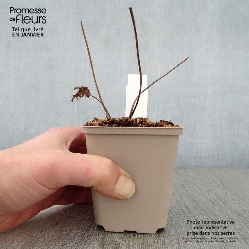 Trautvetteria caroliniensis Vasetto da 8/9 cm esemplare consegnato in inverno