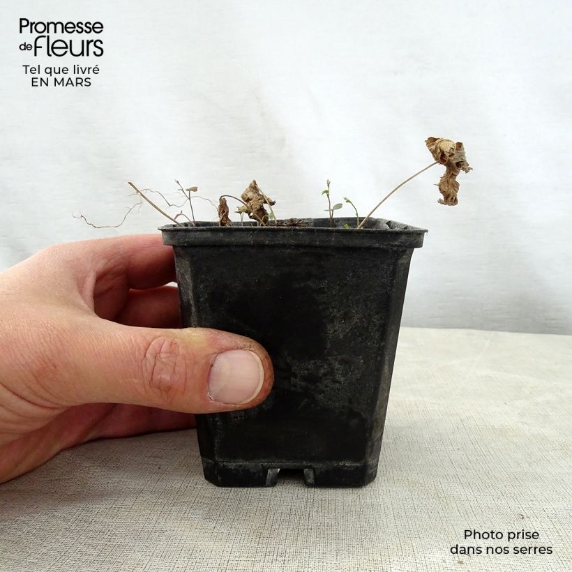 Trautvetteria caroliniensis Vasetto da 8/9 cm esemplare consegnato in primavera