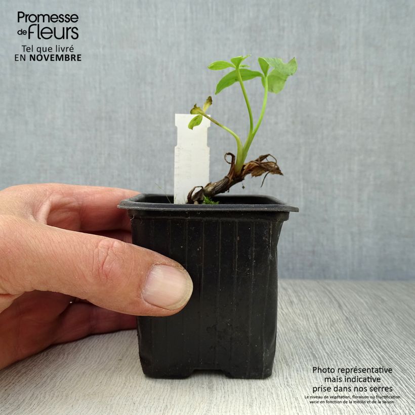 Esemplare di Menyanthes trifoliata - Trifoglio fibrino Vasetto da 8/9 cm come consegnato in autunno