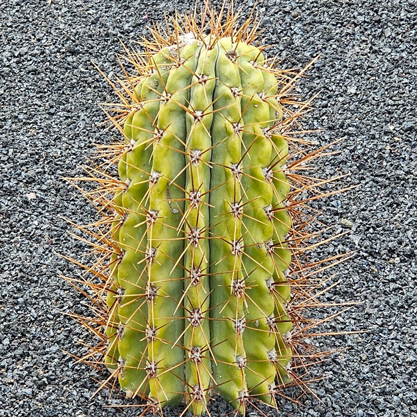 Trichocereus terscheckii (Porto)