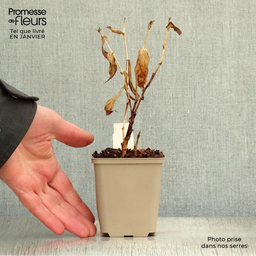 Tricyrtis hirta formosana Sinonome Vasetto da 8/9 cm esemplare consegnato in inverno